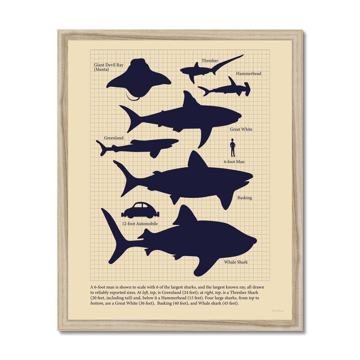 vintage shark size comparison illustration on cream paper and natural frame